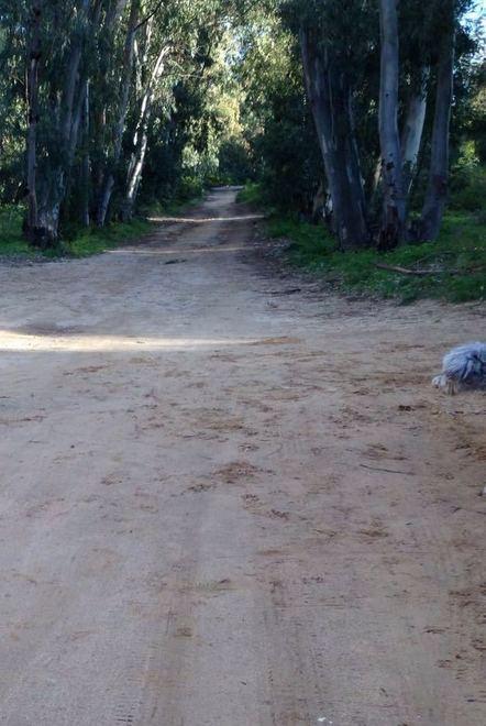 Arbatax, sfalciatura fai da te nella zona di via Ventotene 