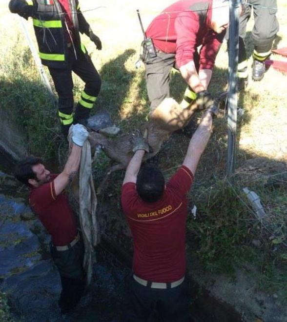 Capriolo finisce nel fosso Salvato dai vigili del fuoco