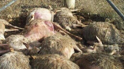 Predatori: nuovo attacco a Istia d’Ombrone