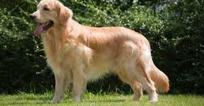 Cane seviziato: multati 