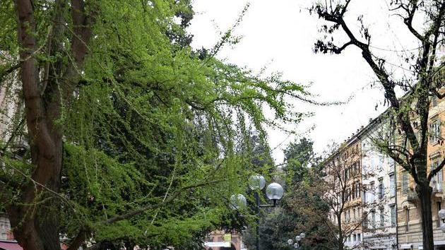 «Piazza Mazzini a Modena, il verde non si tocca»