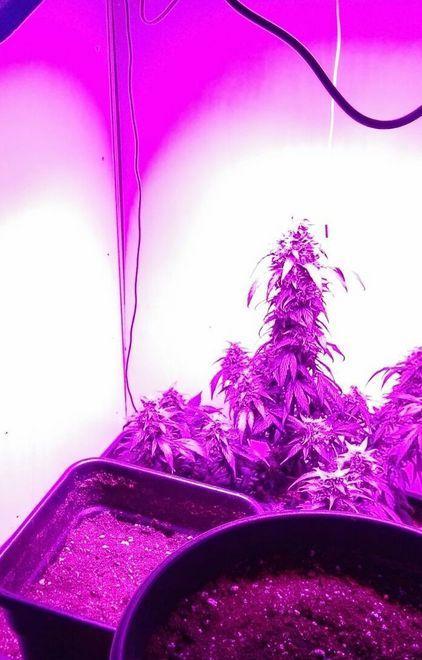 Spacciatore e inventore di armadio-serra per marijuana