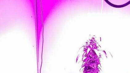 Spacciatore e inventore di armadio-serra per marijuana