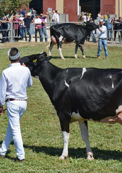 Con Fieragricola il “sistema Arborea” si mette in mostra 