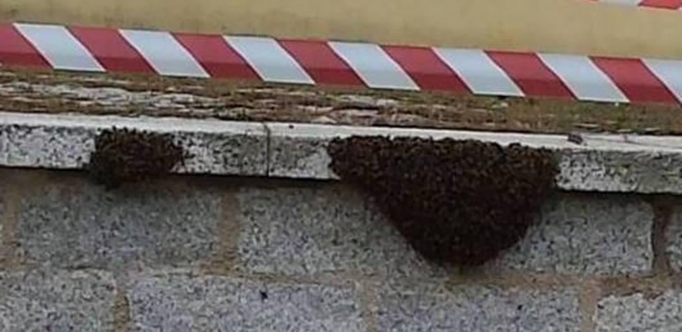 Un “esercito” di api nell’ex caserma