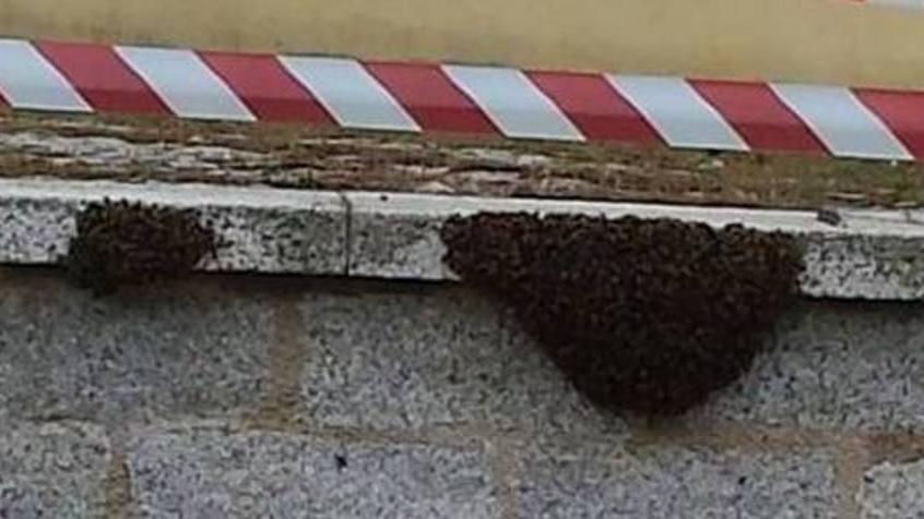 Un “esercito” di api nell’ex caserma