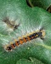 Il sindaco: sugherete a rischio, la Regione debelli i bruchi