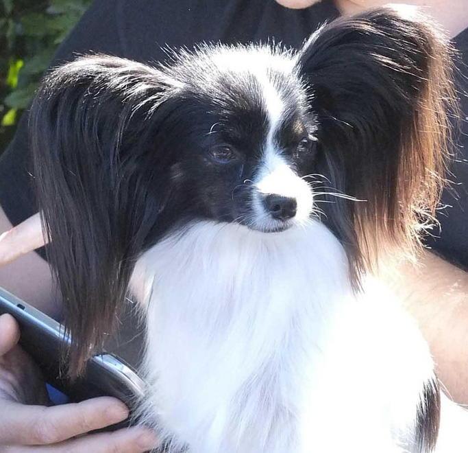 Cani di ogni razza in passerella a Borgo