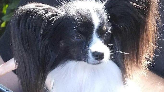 Cani di ogni razza in passerella a Borgo
