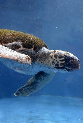 La tartaruga cieca dell’acquario conquista le scolaresche