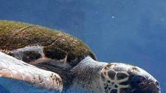 La tartaruga cieca dell’acquario conquista le scolaresche