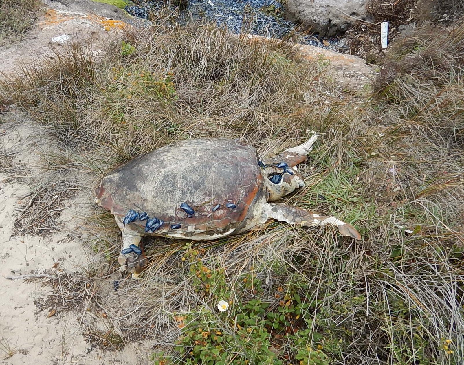 San Giovanni Suergiu, a Punta Trettu la carcassa di una tartaruga