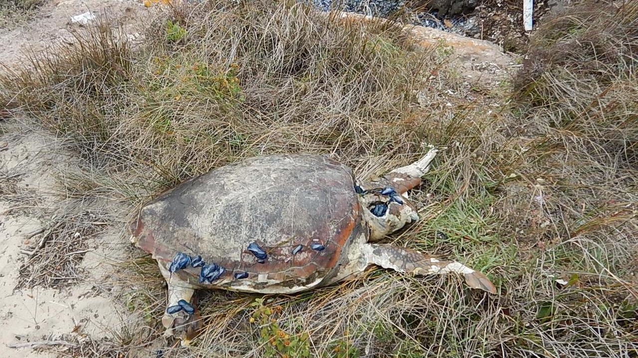 San Giovanni Suergiu, a Punta Trettu la carcassa di una tartaruga
