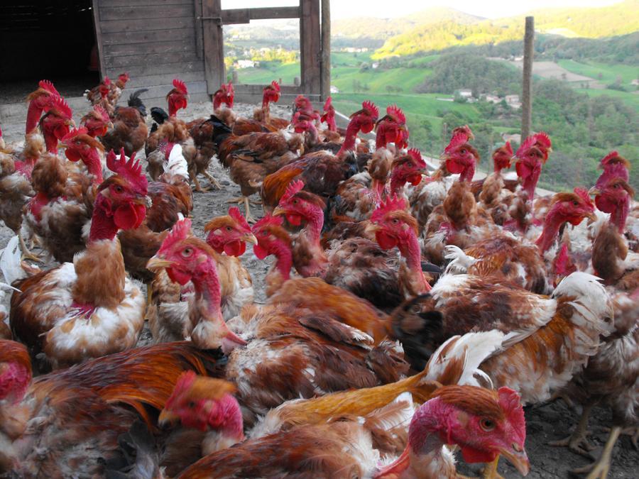 galline, polli, aviaria