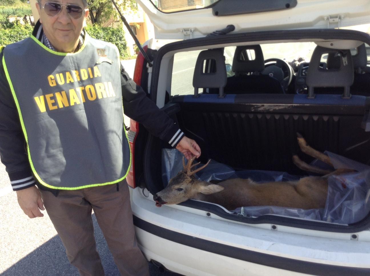 Il capriolo recuperato sulla Regionale 325