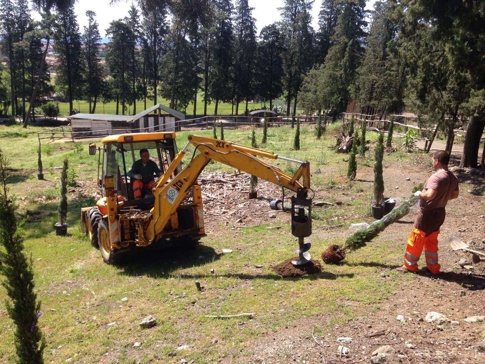 Ripiantumazione degli alberi a Galceti