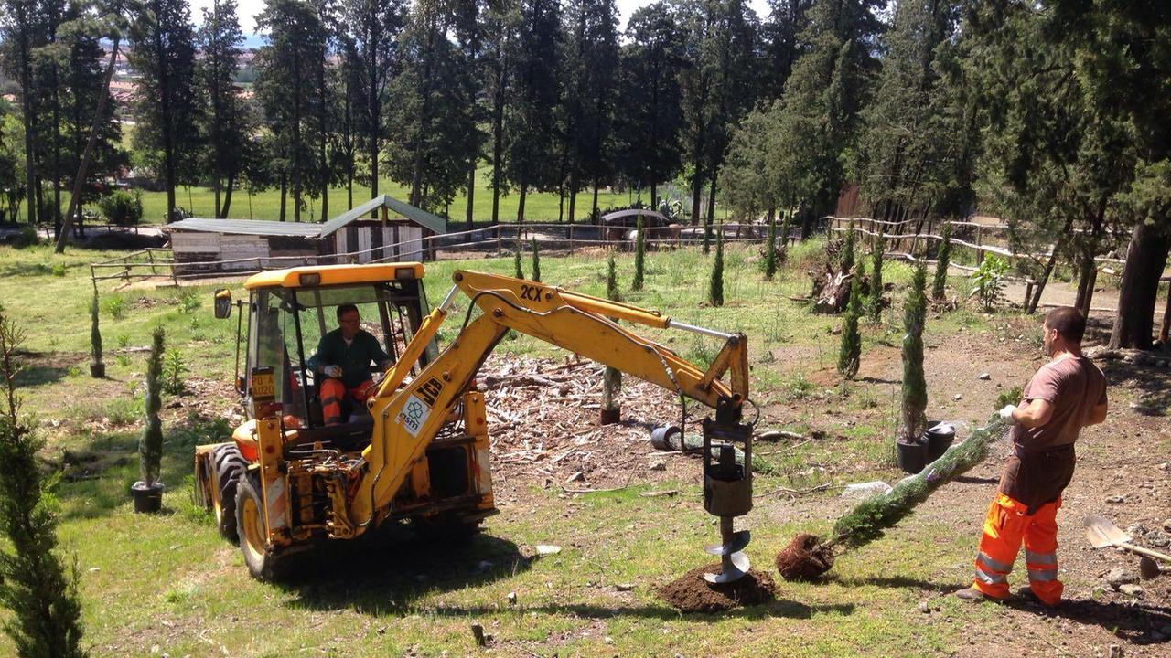 Ripiantumazione degli alberi a Galceti