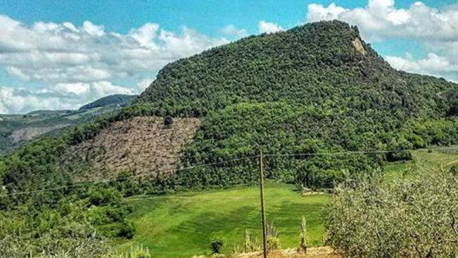 Disboscamento al Monte Voltraio