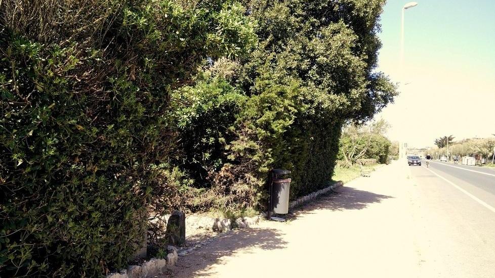 Sul viale d’Antignano i cespugli usati per incontri e bisogni
