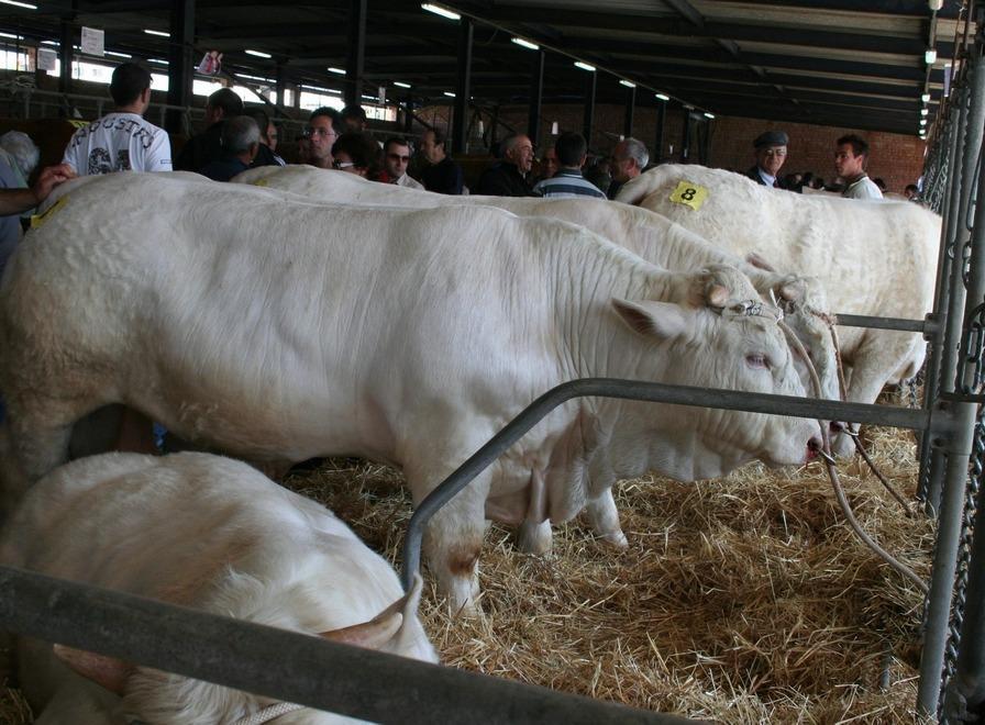 Rassegne zootecniche, nasce un fronte comune 