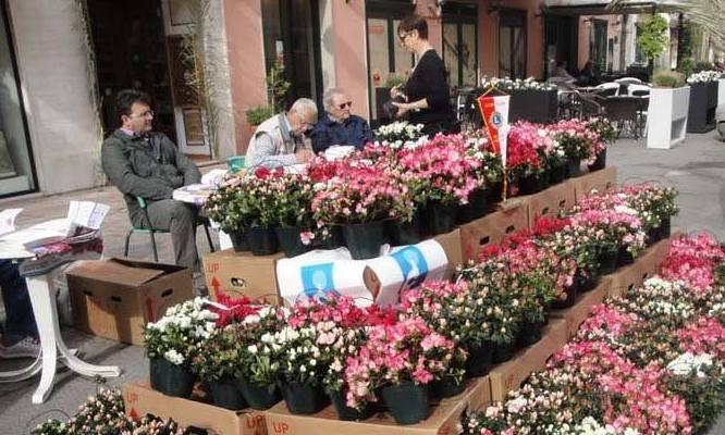 Un’azalea per la ricerca sul cancro
