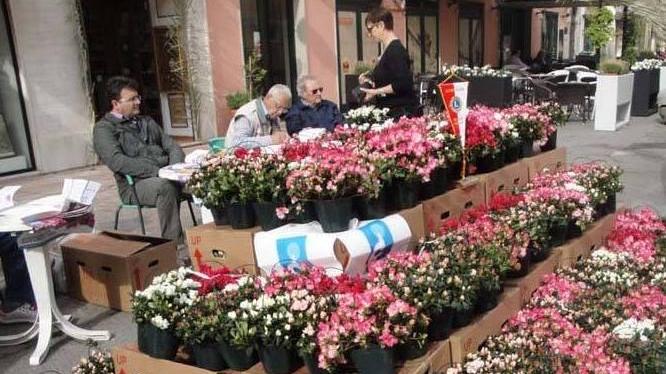 Un’azalea per la ricerca sul cancro