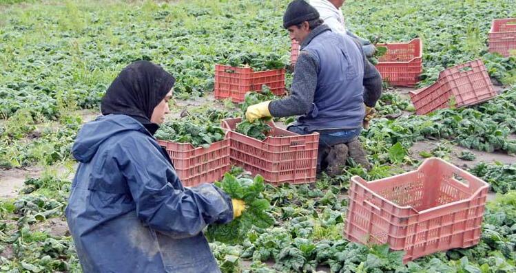 «Val di Cornia, agricoltura a rischio» 