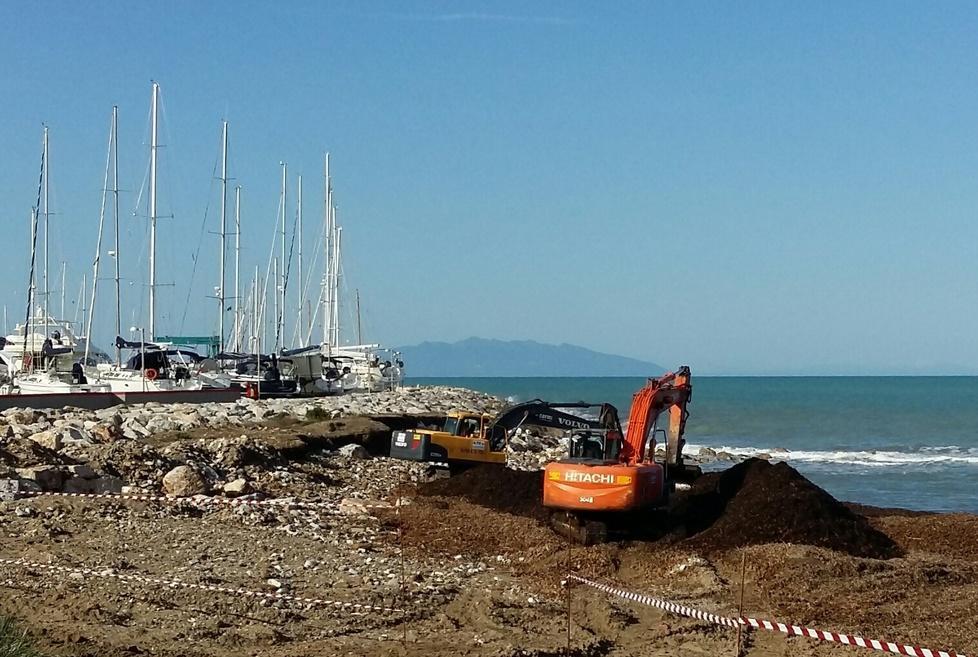 Alghe in spiaggia, iniziata la rimozione