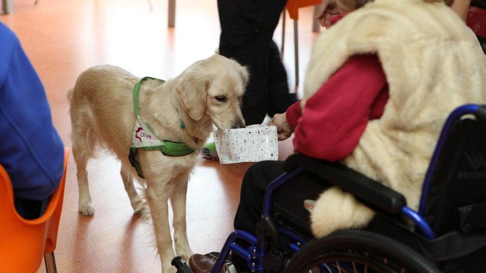 Tre cani per aiutare i malati di depressione e Parkinson