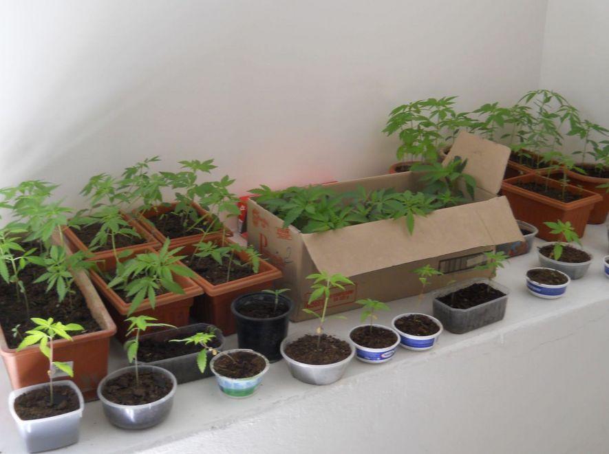 Sei mesi per le 98 piantine di marijuana 