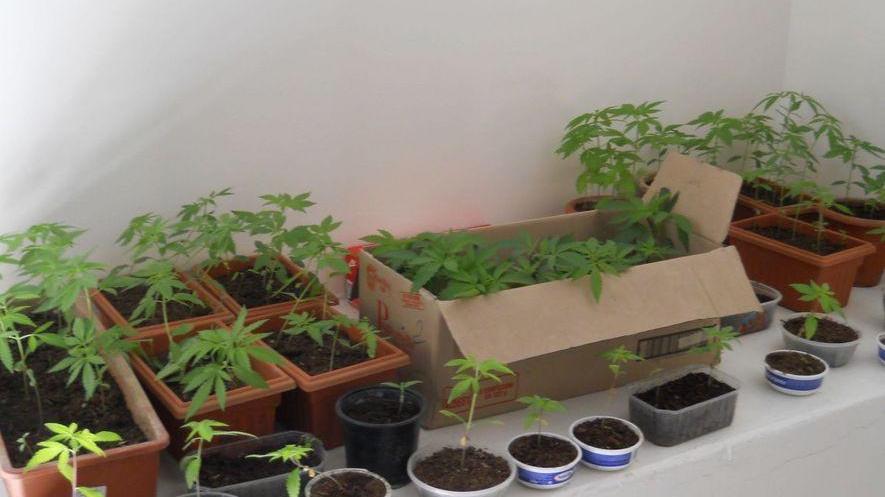 Sei mesi per le 98 piantine di marijuana