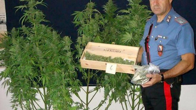 Carabinieri arrestano impiegato e commessa per coltivazione di marijuana