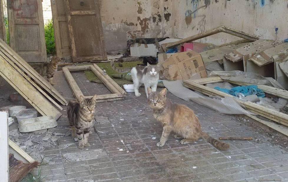 Ex Idroscalo, colonia felina nel degrado 