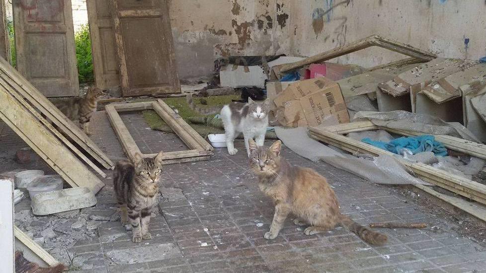 Ex Idroscalo, colonia felina nel degrado