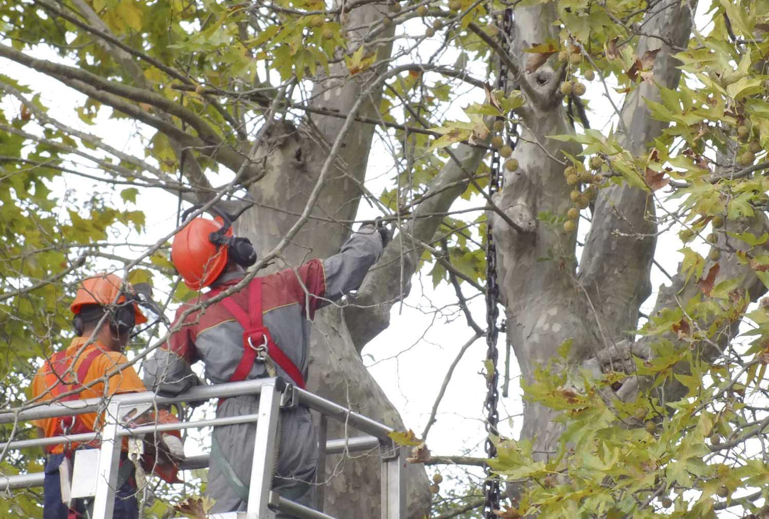 Operai impegnati in un taglio di alberi