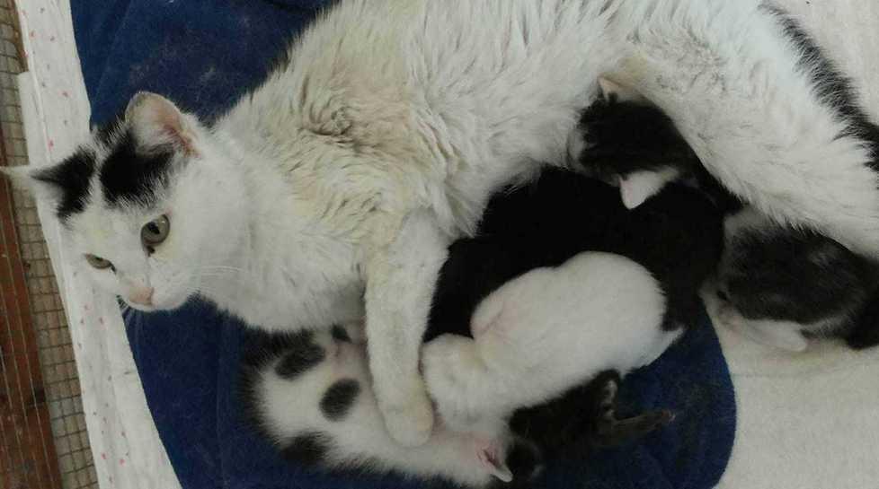 Mamma gatta e cuccioli soli dopo la morte dei padroni 