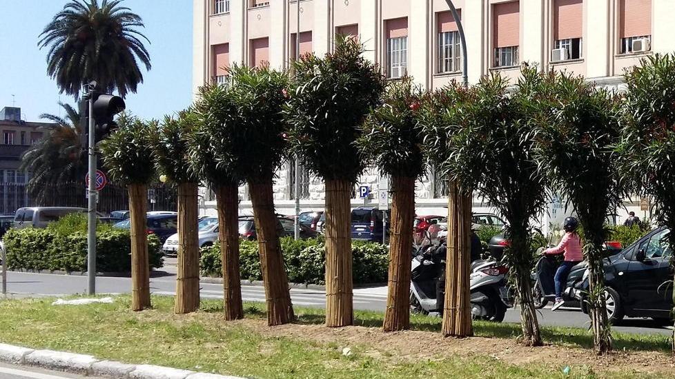 Ecco il verde verticale Da piante ad alberi la sfida di viale Alfieri