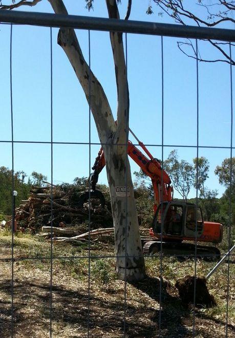 Un parcheggio in pineta, Legambiente: «È area Sic» 