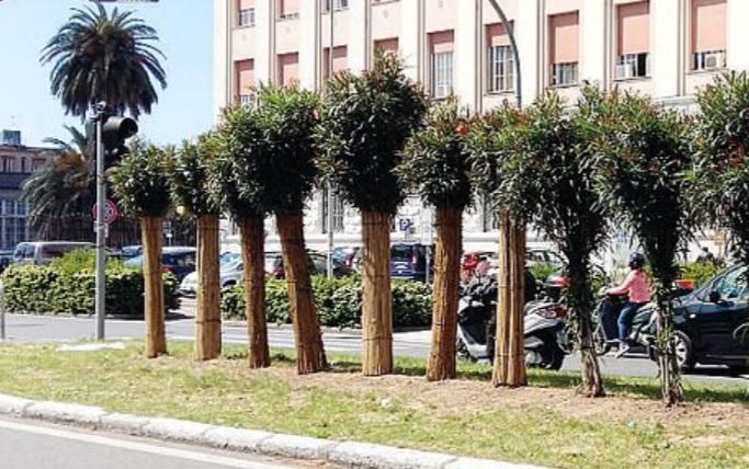 Viale Alfieri, fasciati gli oleandri: ecco perché 