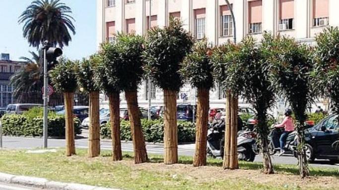 Viale Alfieri, fasciati gli oleandri: ecco perché