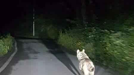 Il lupo passeggia sulla strada davanti ai fari dell'auto