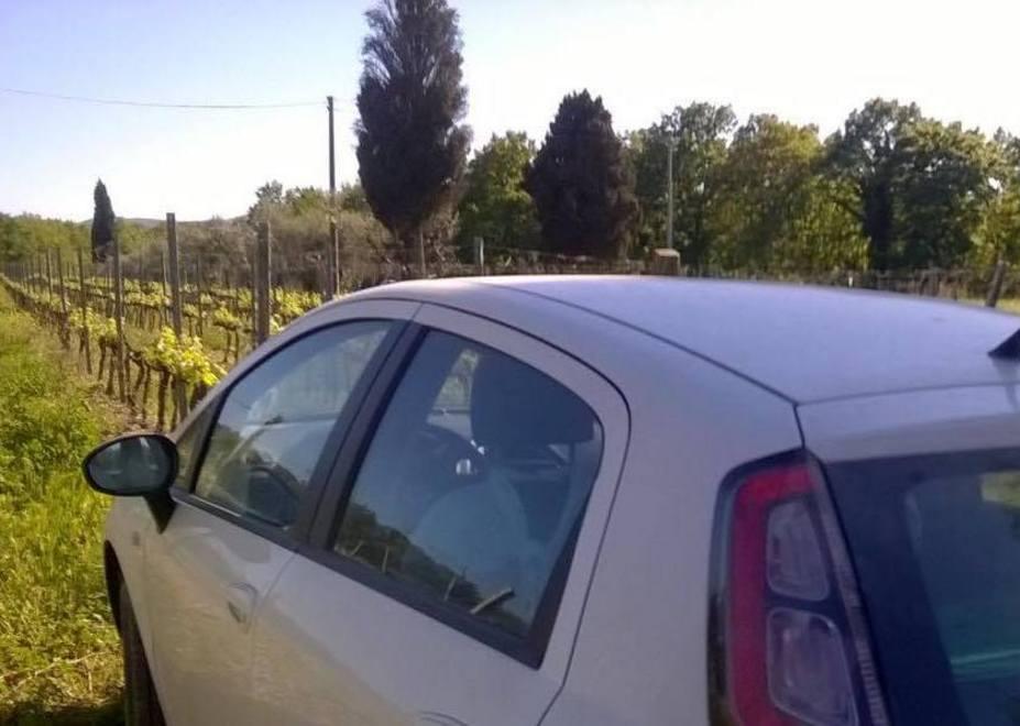 Il vigneto di via cerreta a Nugola