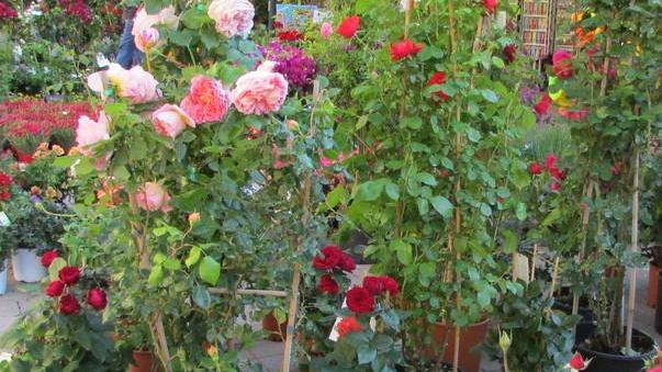Un mare in fiore “esplode” in un tripudio di colori