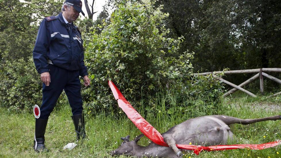 Il corpo del daino femmina investito e ucciso