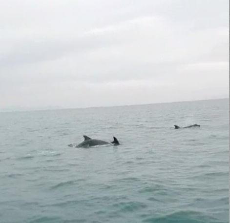 Delfini a Marina di Grosseto 