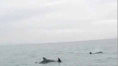 Delfini a Marina di Grosseto