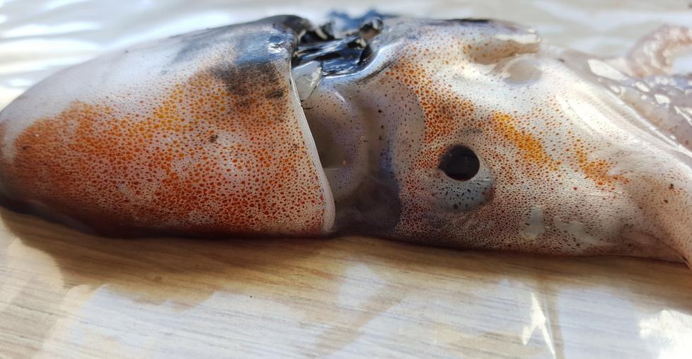 L’esemplare di tremoctopus pescato nelle acque della marina di Sorso