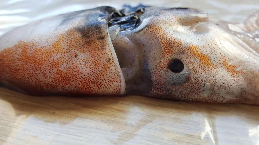 L’esemplare di tremoctopus pescato nelle acque della marina di Sorso