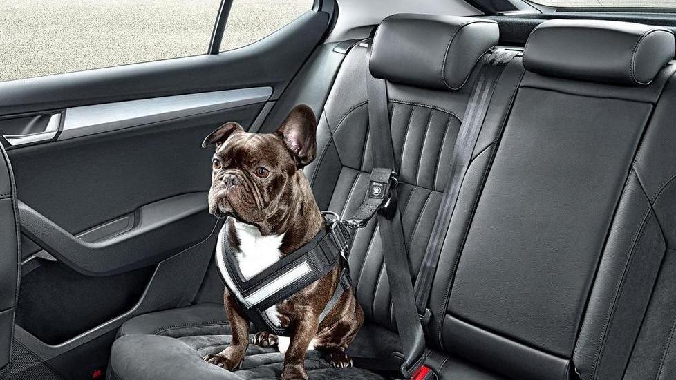 Sicurezza, anche Fido deve allacciare la cintura