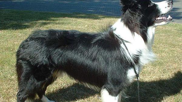 Un cane Border Collie (foto d'archivio)